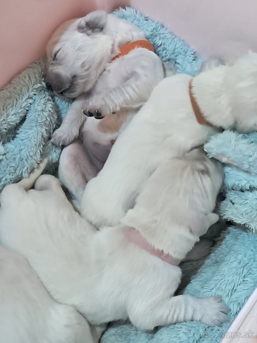 GOLDEN RETRIEVER - k rezervaci - 11