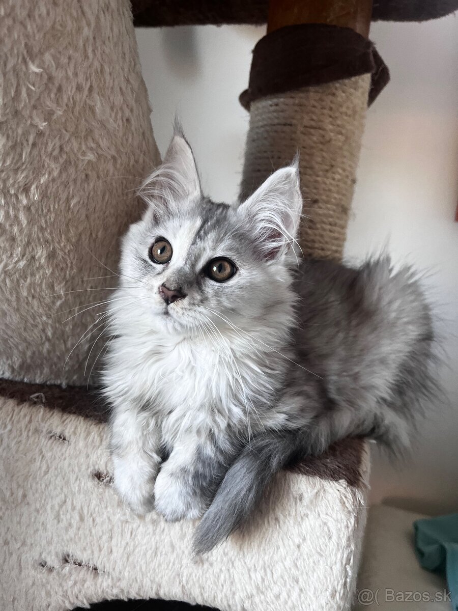 maciatko maine coon s PP Frost - 11