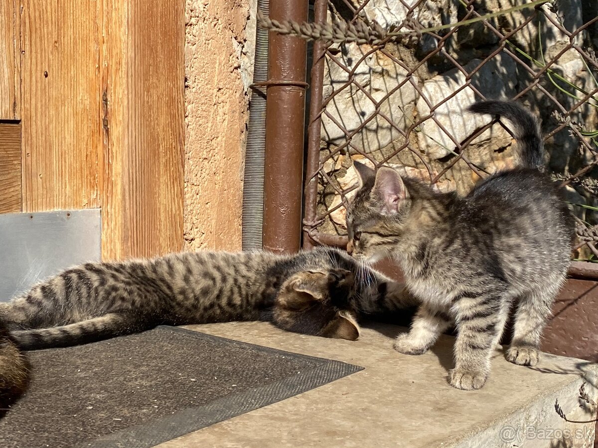 Darujem mačiatka - 11