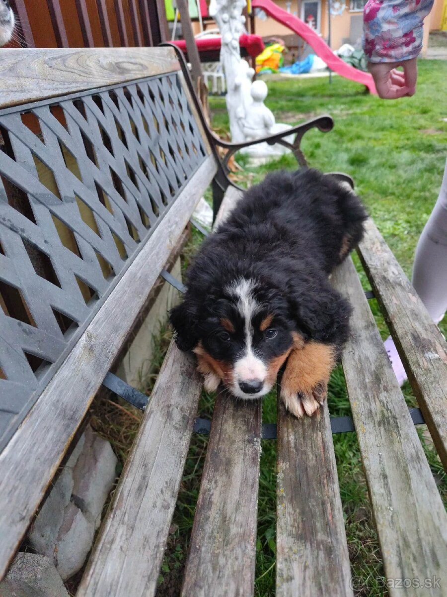 Bernský salašnícky pes- Šteniatka - 11