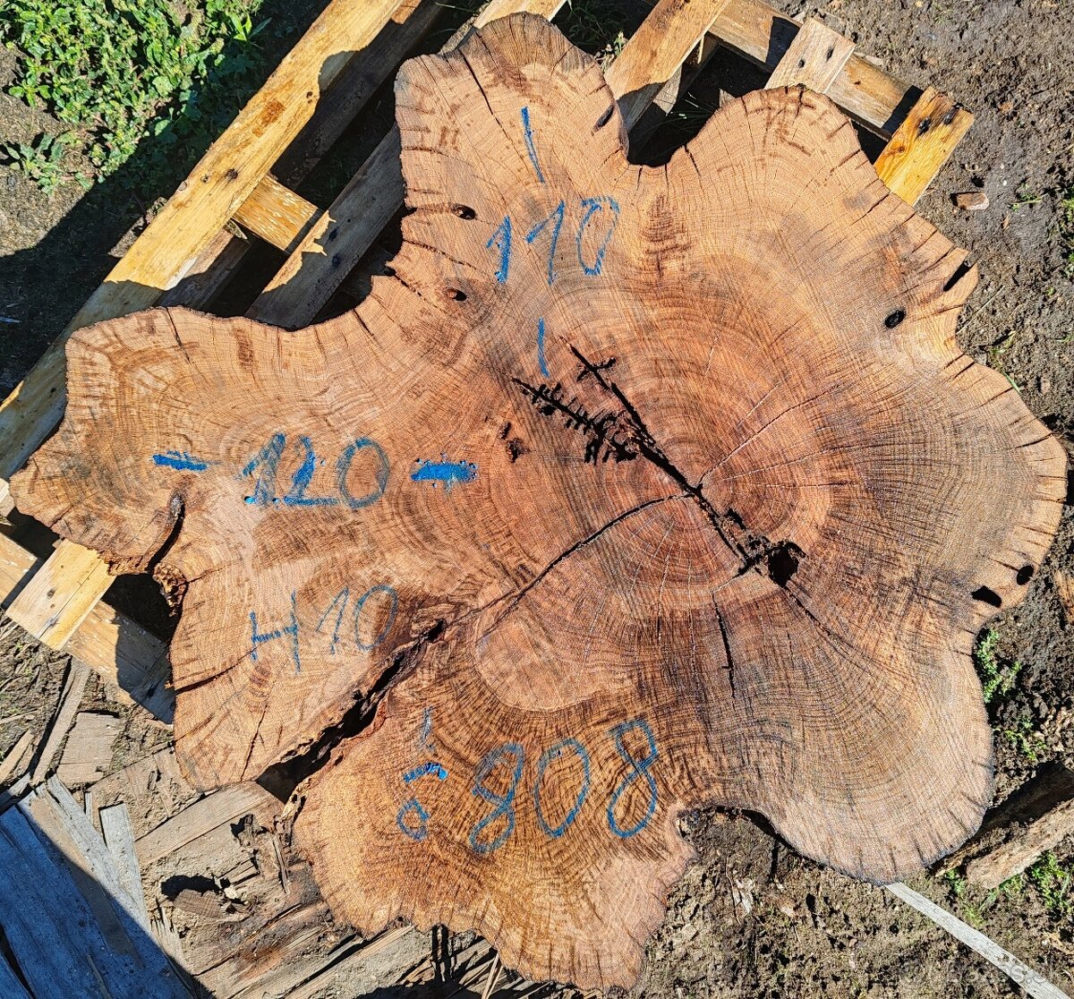 drevene koláče, priečne rezy - 11