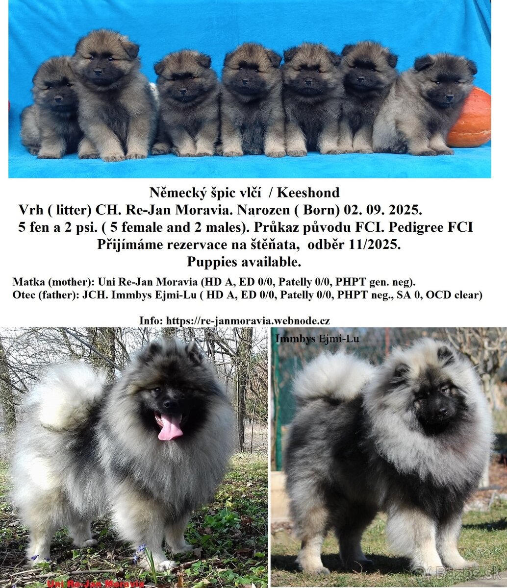 Německý špic vlčí / keeshond prodám štěňata s PP - 11