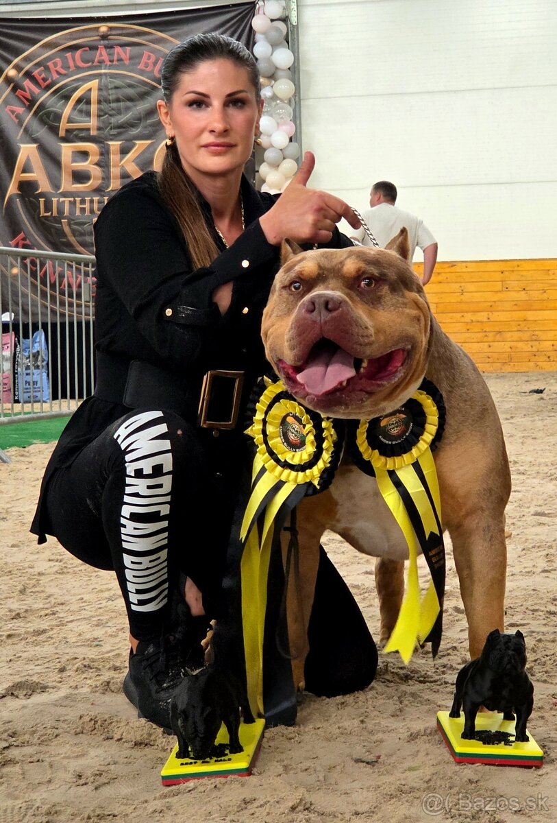 American bully XL XXL - 11