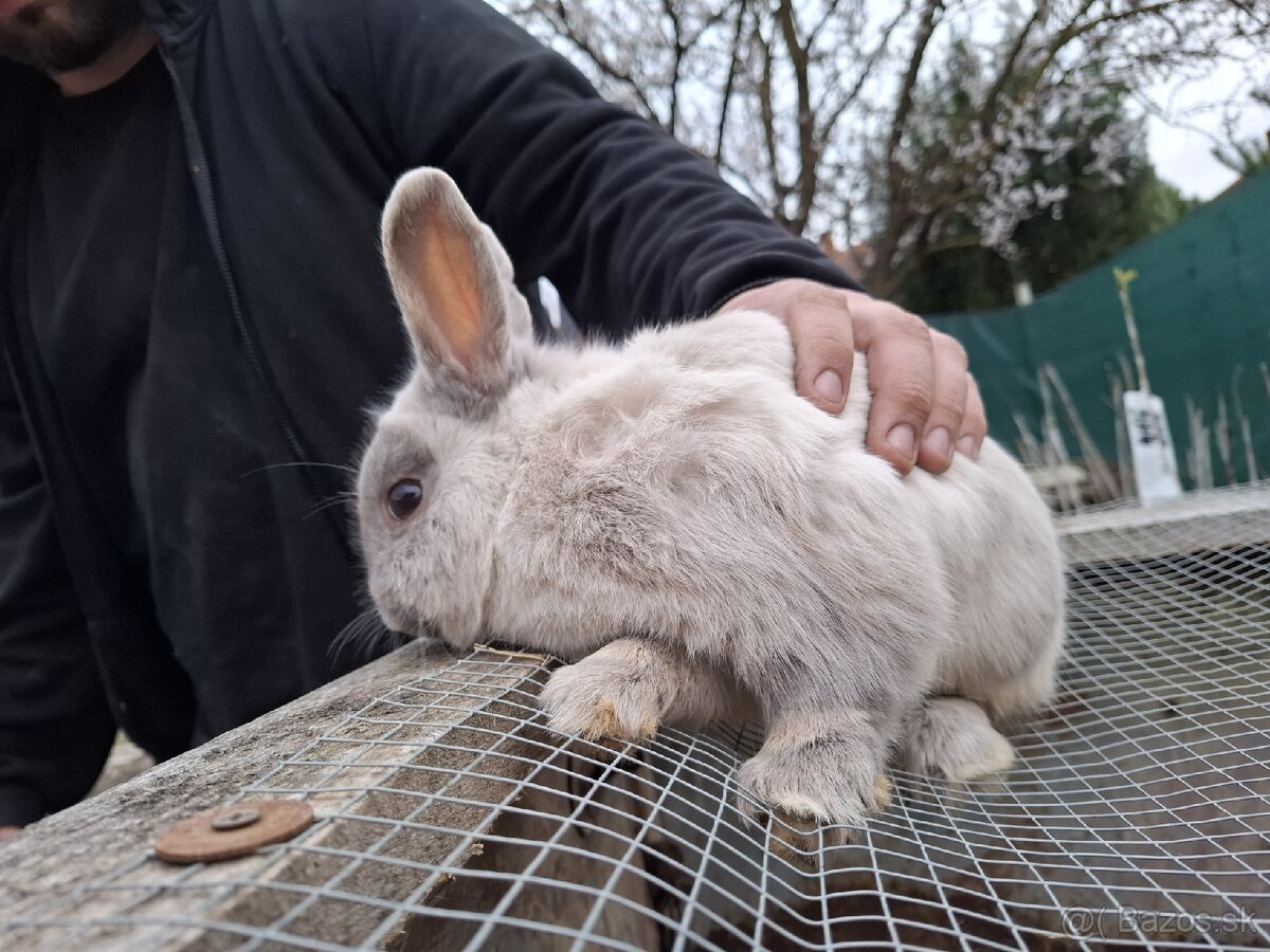 Predám mini zajačika - 11