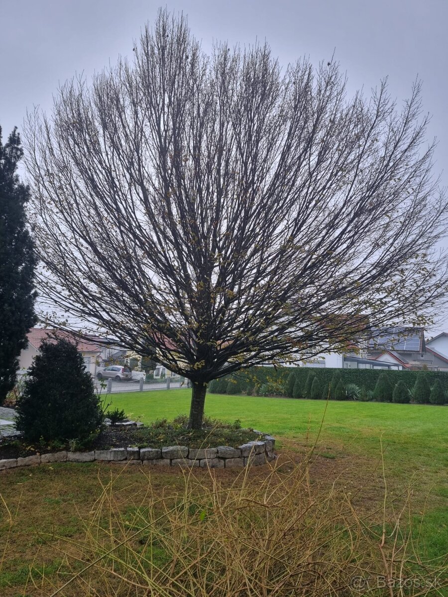 Frézovanie pňov, spiľovanie stromov - 11