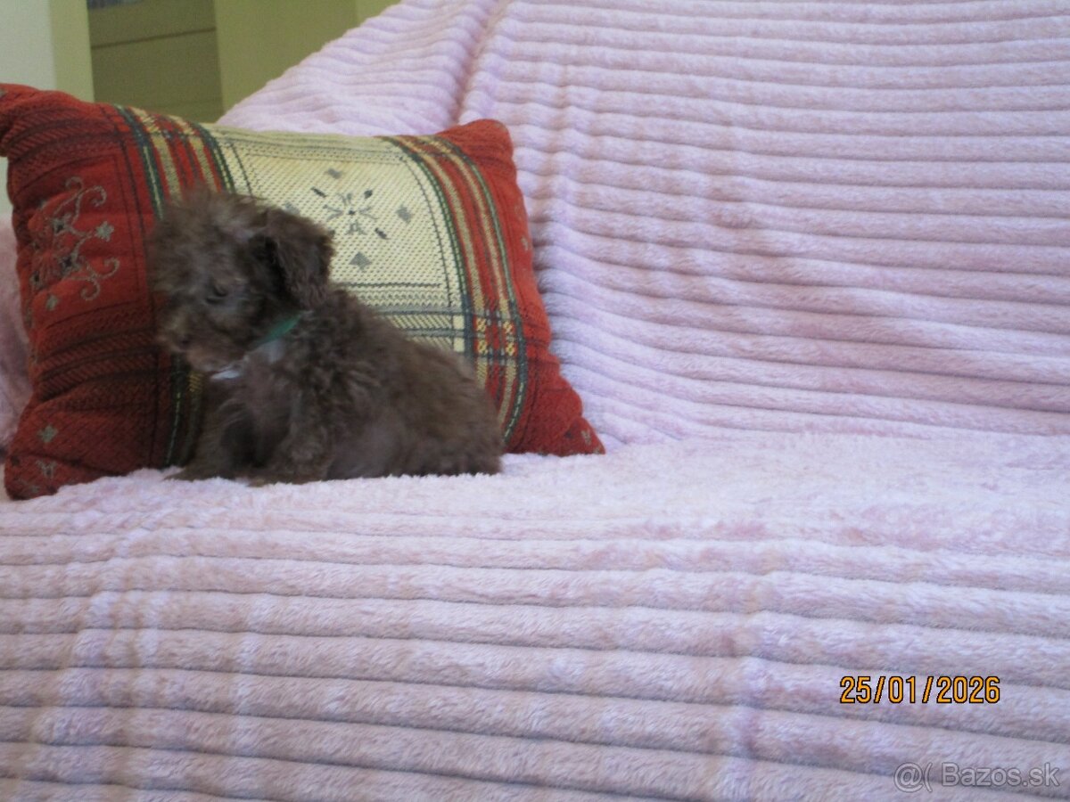 Pudel Toy čokoládová - 11