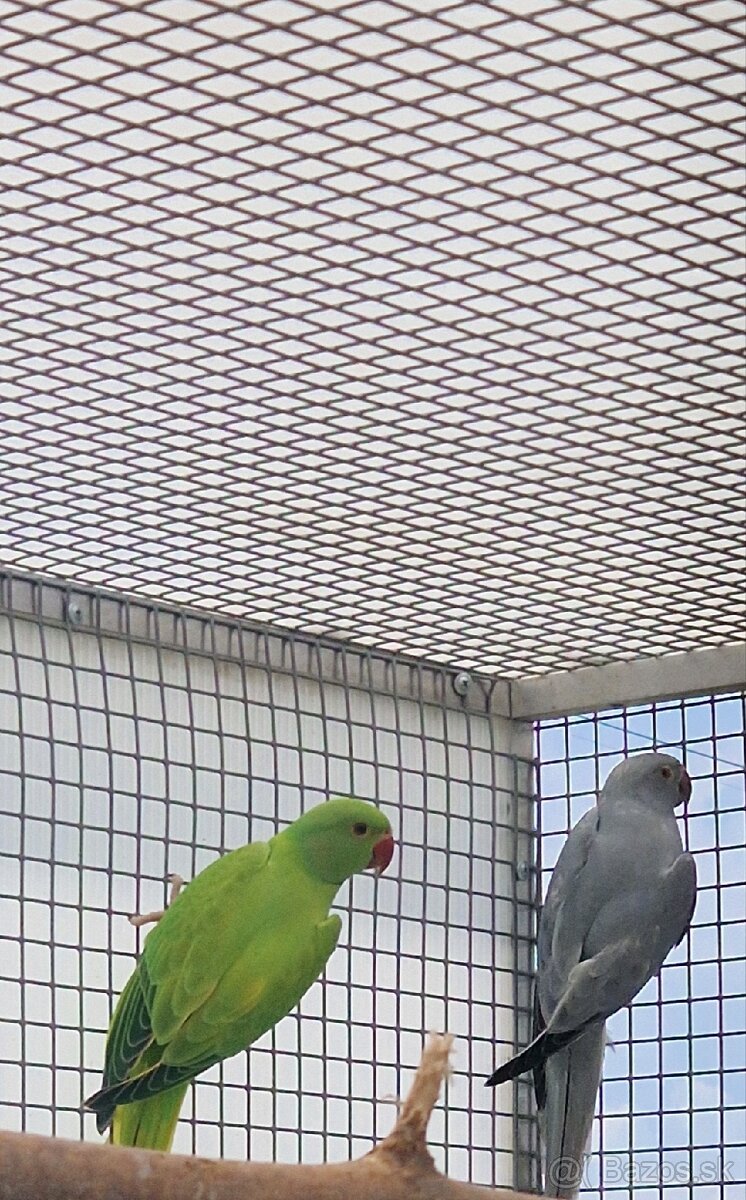 Alexander malý - 11