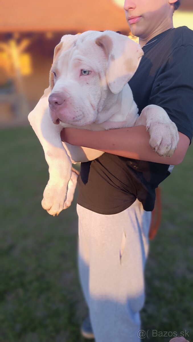 Šteniatka American Bully XL - 11