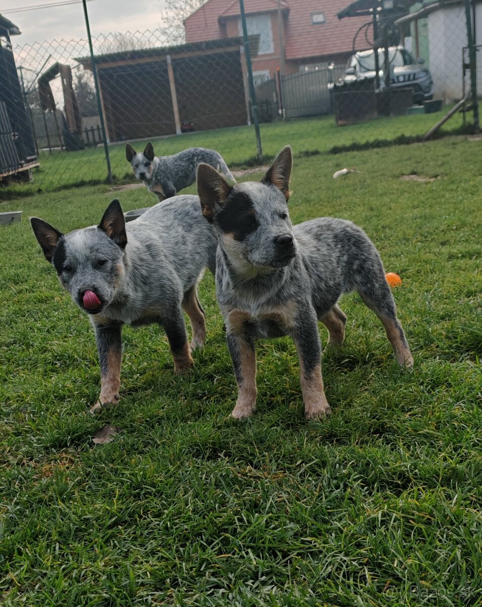 Australsky dobytkarsky pes - 11