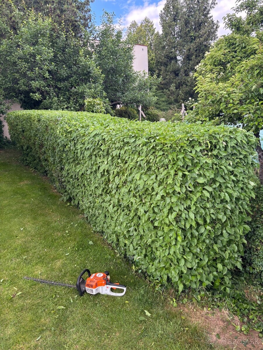 Úprava záhrad a živých plotov, vypiľovanie tují, kosenie - 11