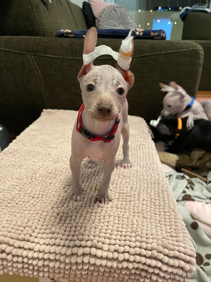 Peruánsky naháč malý - 11