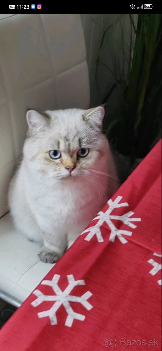 Britská krátkosrstá mačka - 11