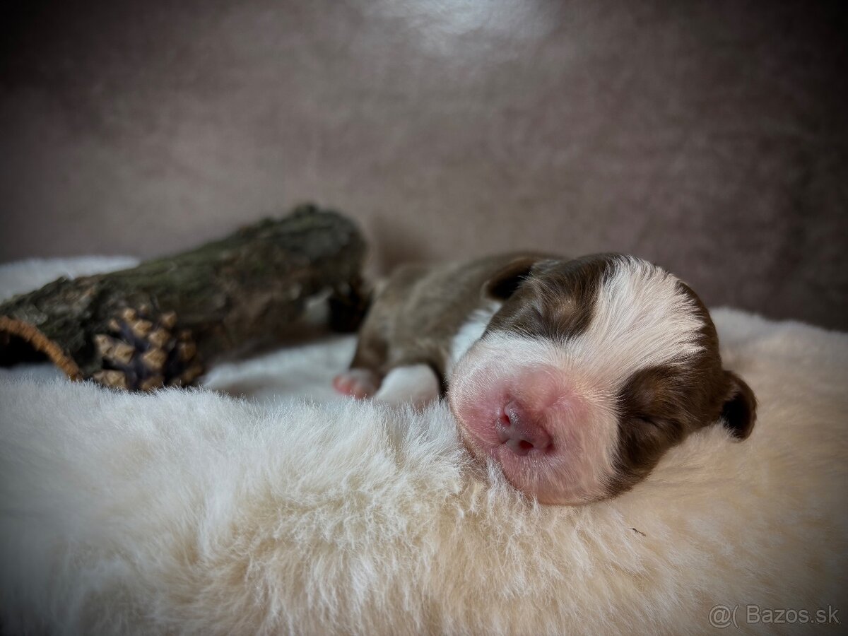 Austrálsky ovčiak s PP - 11