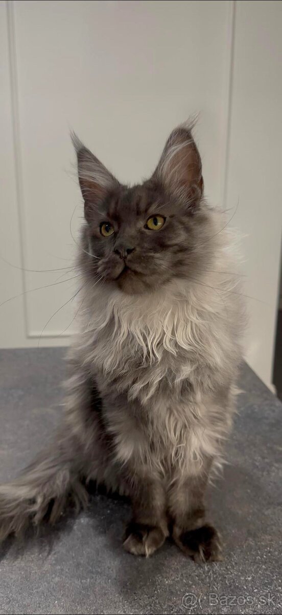 Maine coon, mainská mývalia s PP - kocúrik - 11