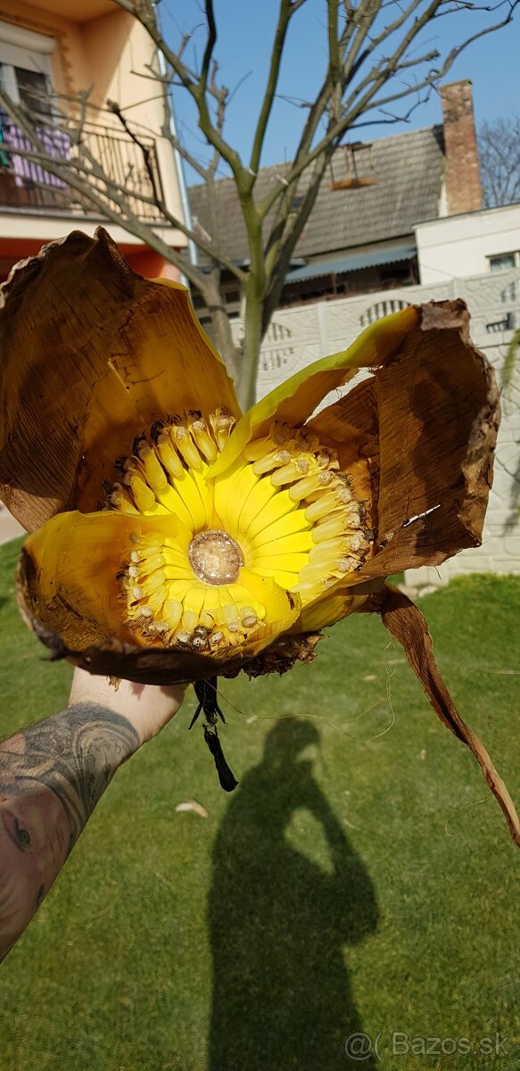 Banan,bananovniky,maurelli atd. - 11