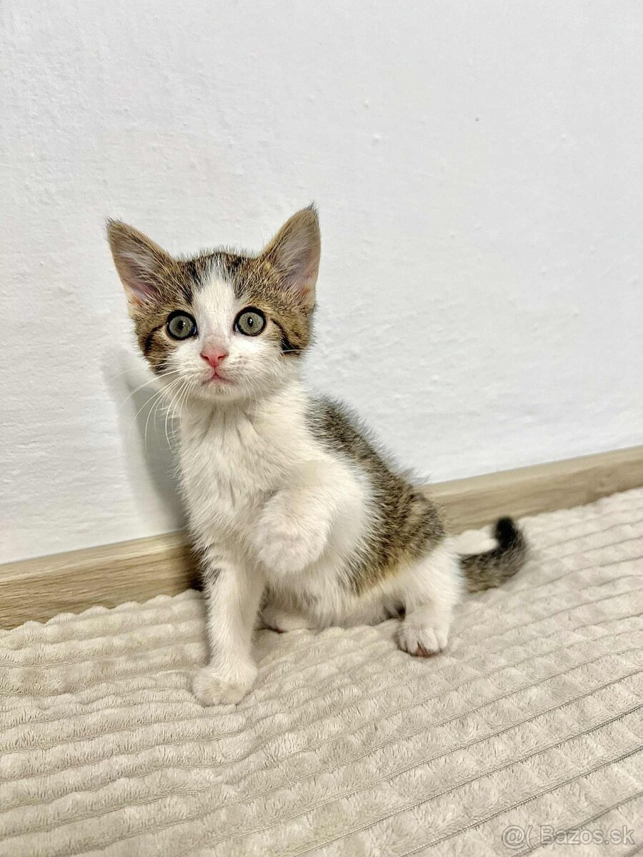 Darujeme mačiatka - 11