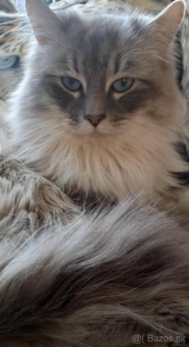 Ragdoll mačiatka - 11