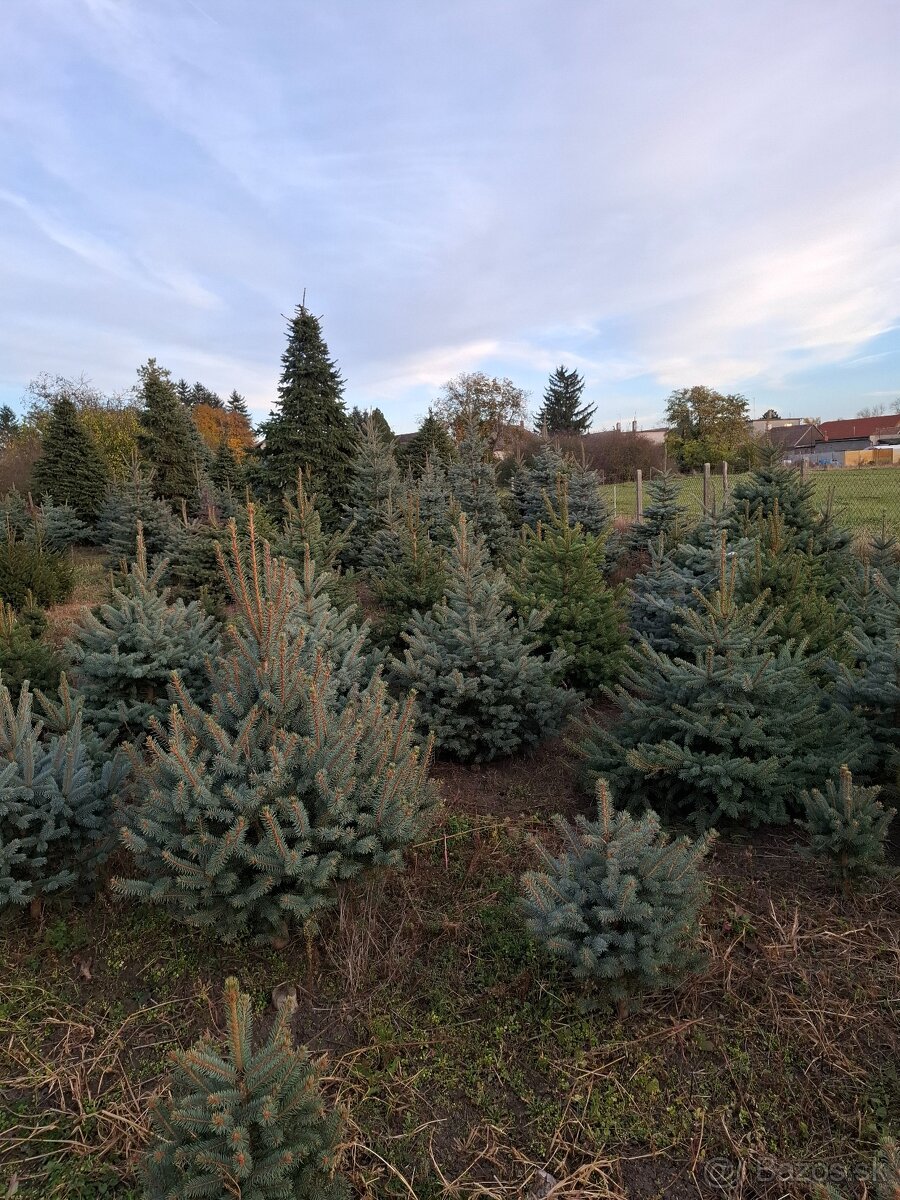 Vianočne stromčeky - 11