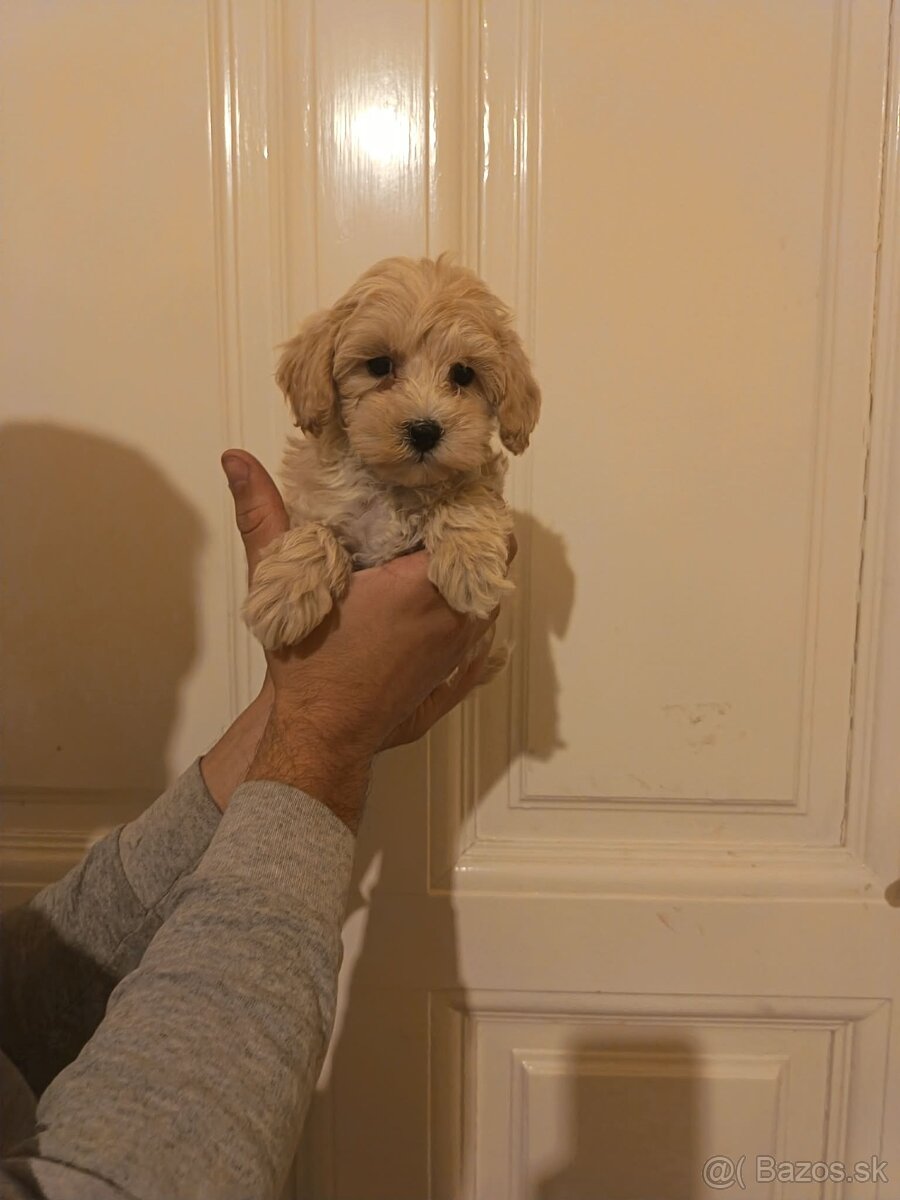 Maltipoo fenka / chalpec - 11