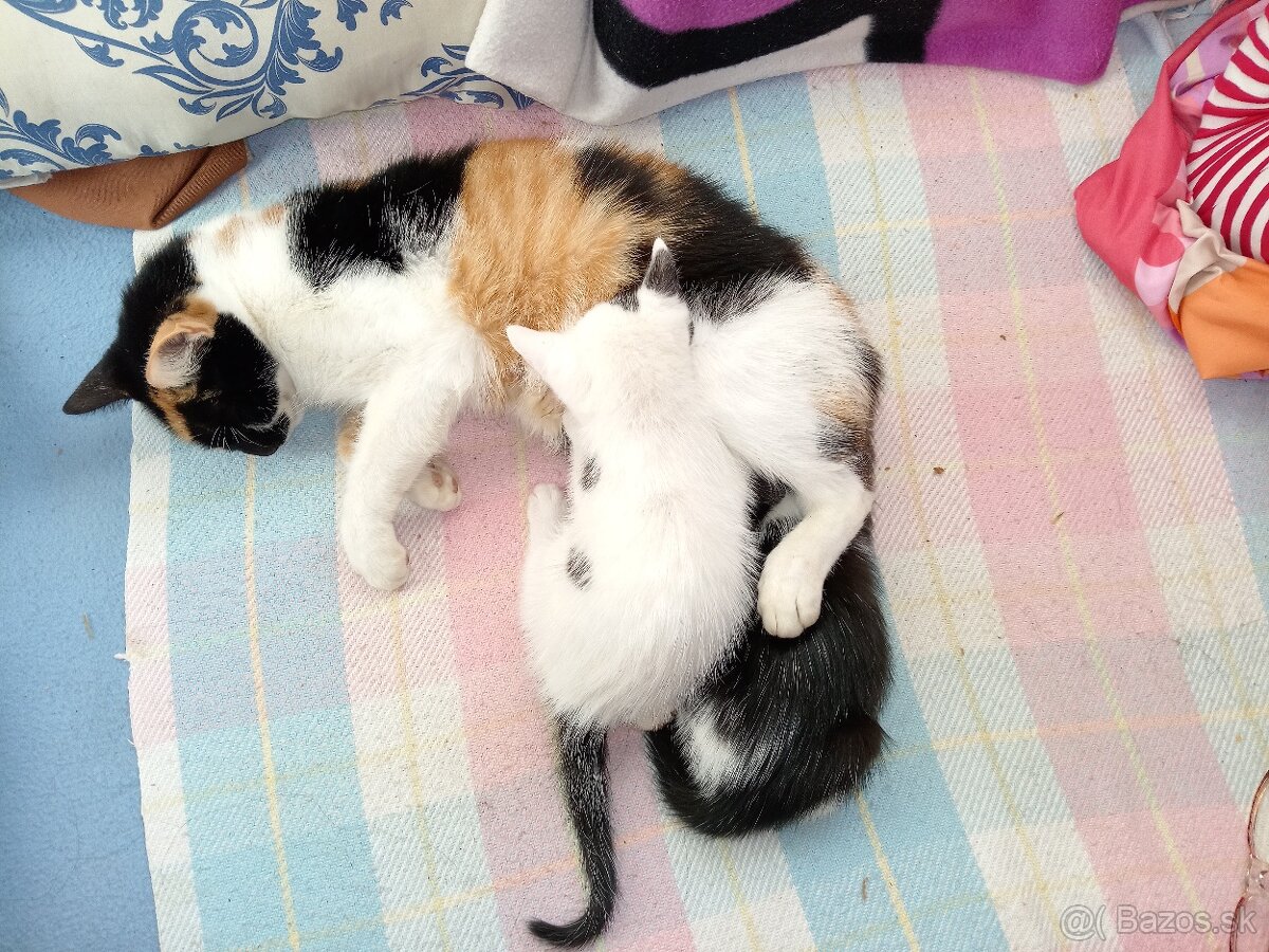Darujeme mačiatka - 11
