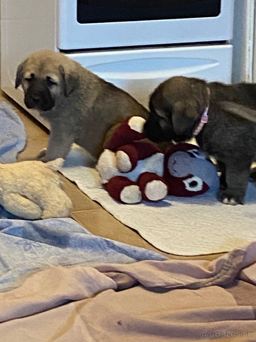 Španělský mastin štěňátka k odběru od 20.1. - 11