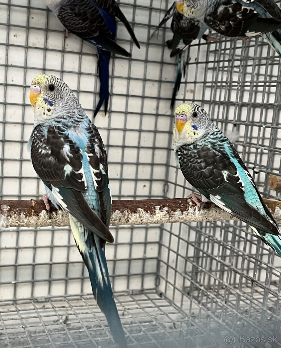 Blackwing andulky - 11