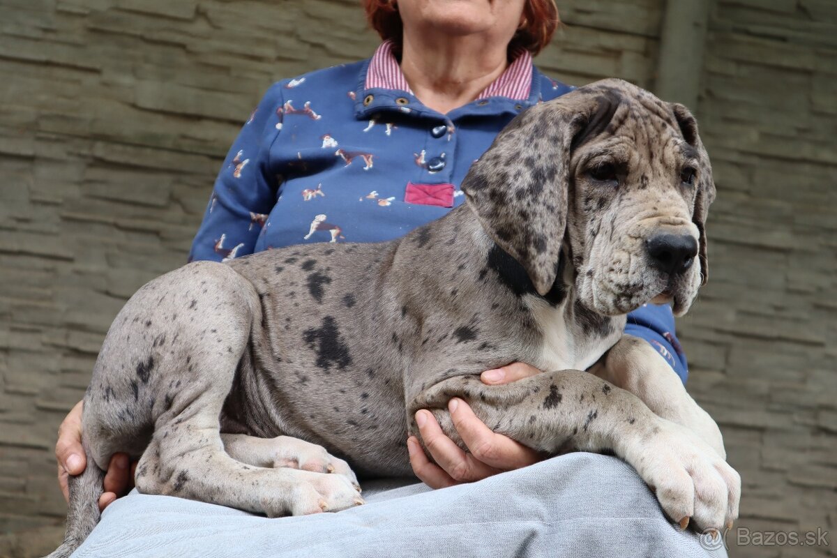 Nemecká doga s PP FCI Harle Černá Merle po šampiónoch - 11