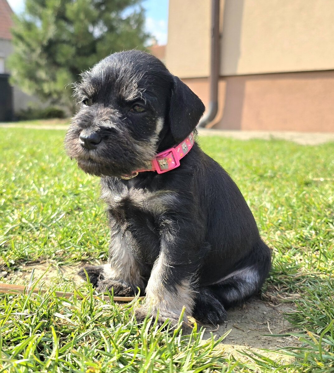 Bradáč malý čiernostrieborný - 11