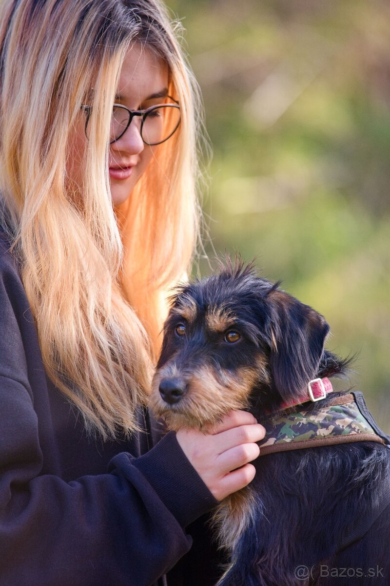 Darujem malú strapatú sučku Ariel - mix jazvečík, bradáč - 11