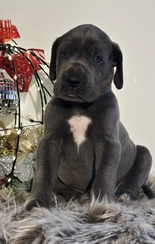 Německá doga modrá s PP - 1 měsíc - 11