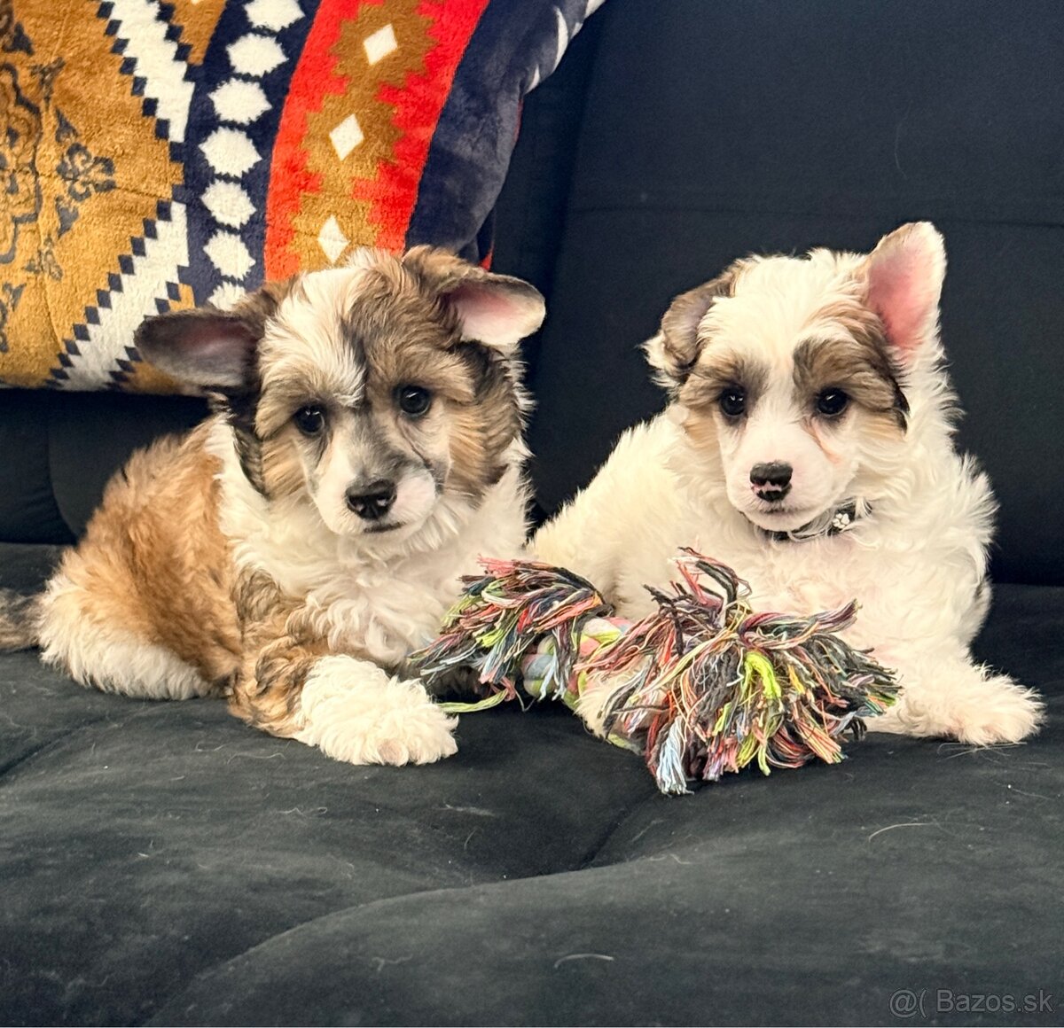 ÚŽASNÉ šteniatka - Čínsky chocholatý pes - labutienky - 11