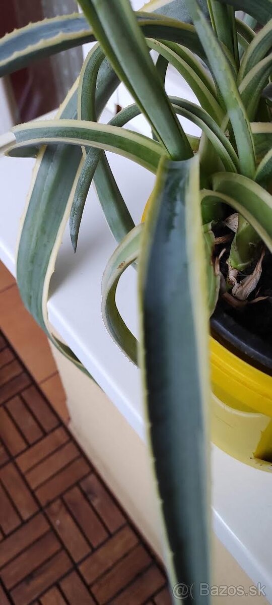 izbové rastliny - 11