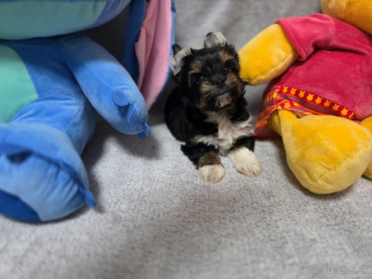 Yorkshirsky terier, York, biewer - 11