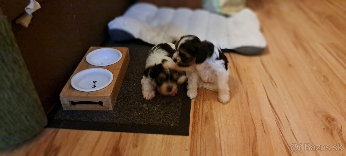 Yorkshire terier biewer mini - 11