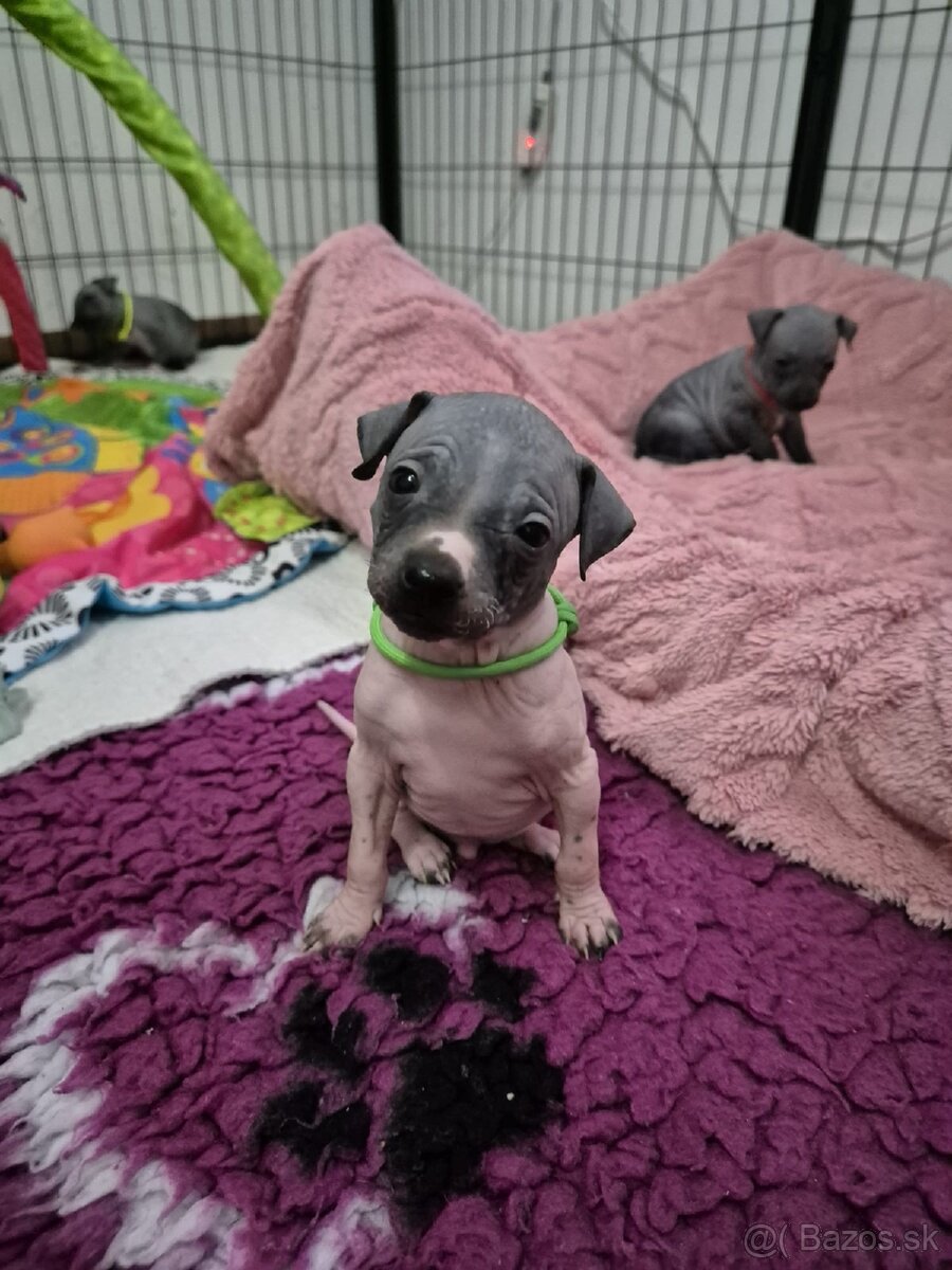 Americký bezsrstý teriér - 11