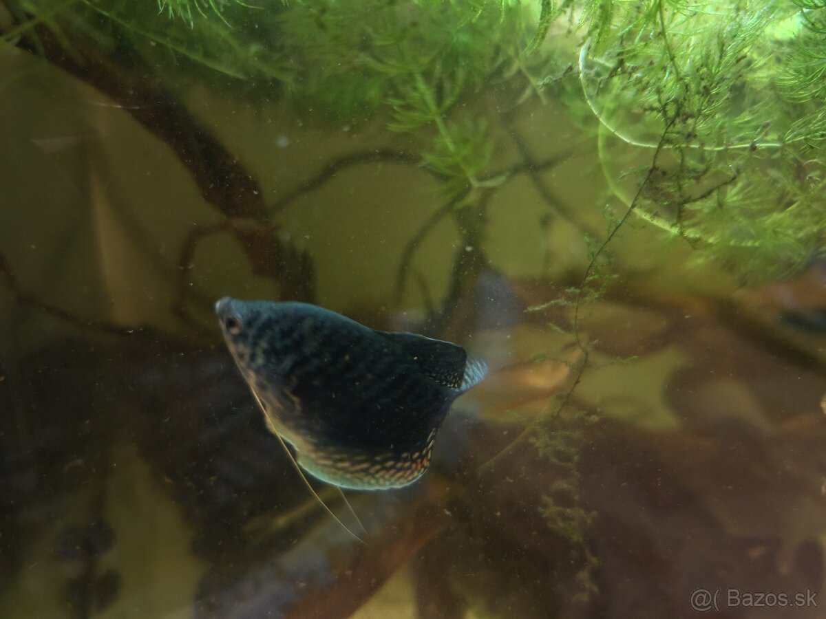 Predám akvarijné rybičky - 11