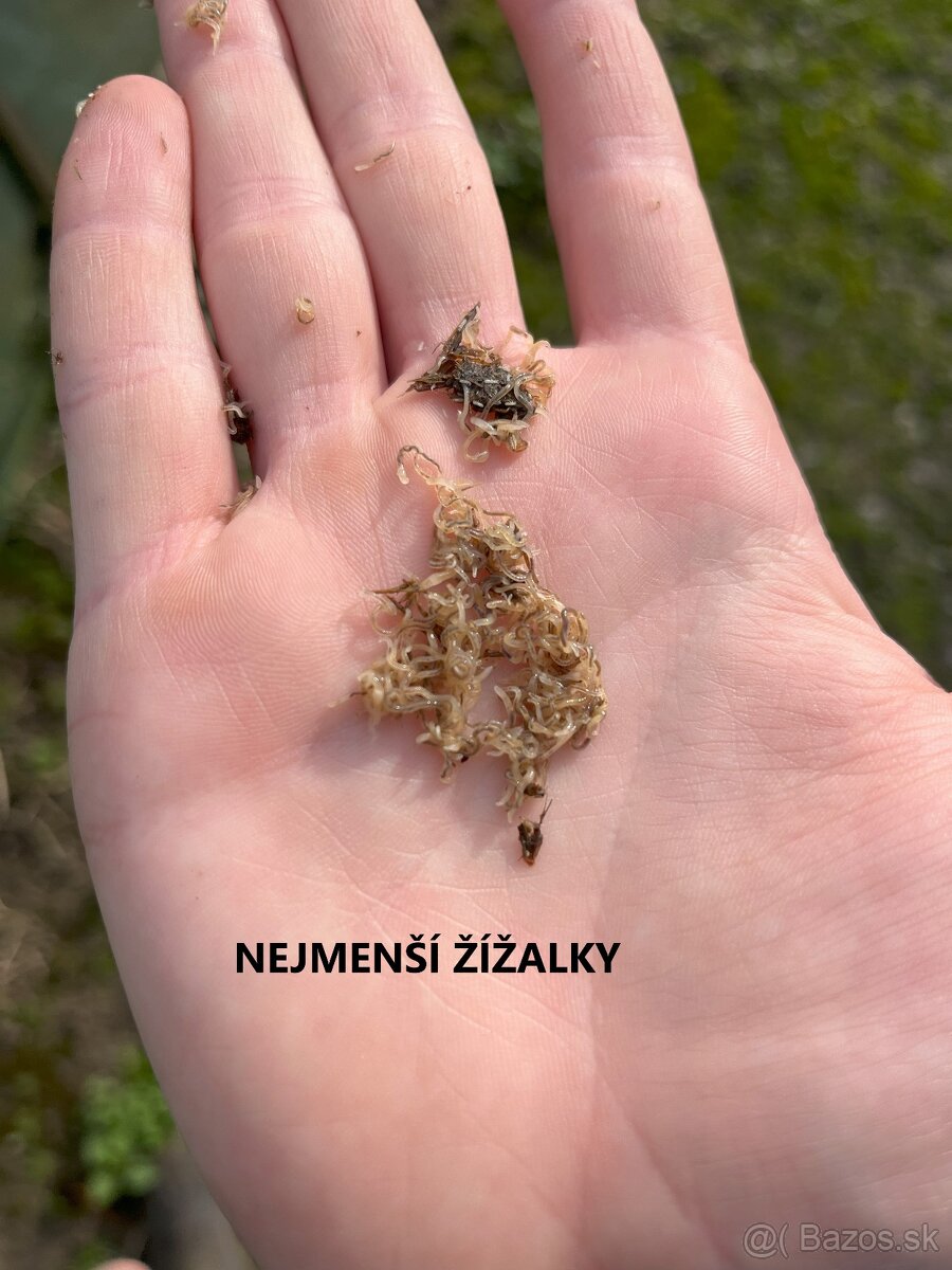 Kalifornské a Hnojné Dážďovky - 11