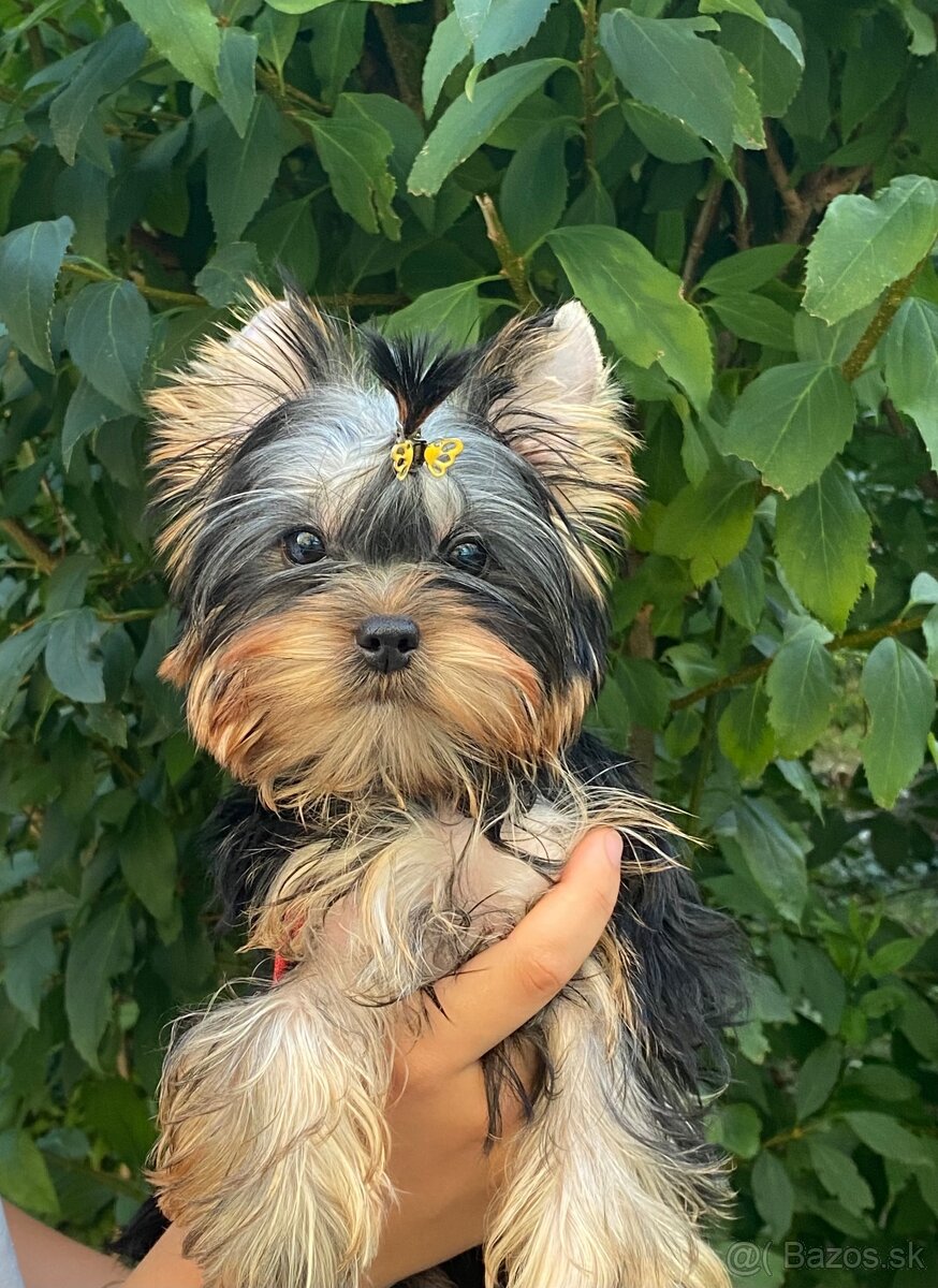 York, Yorkshire, Yorkshirsky terier, mini yorkshire - 11