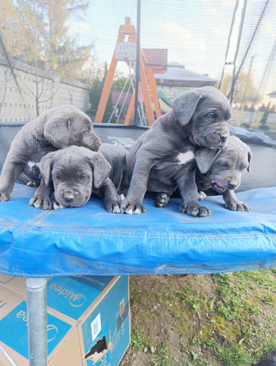 Cane corso modré šteniatka - 11