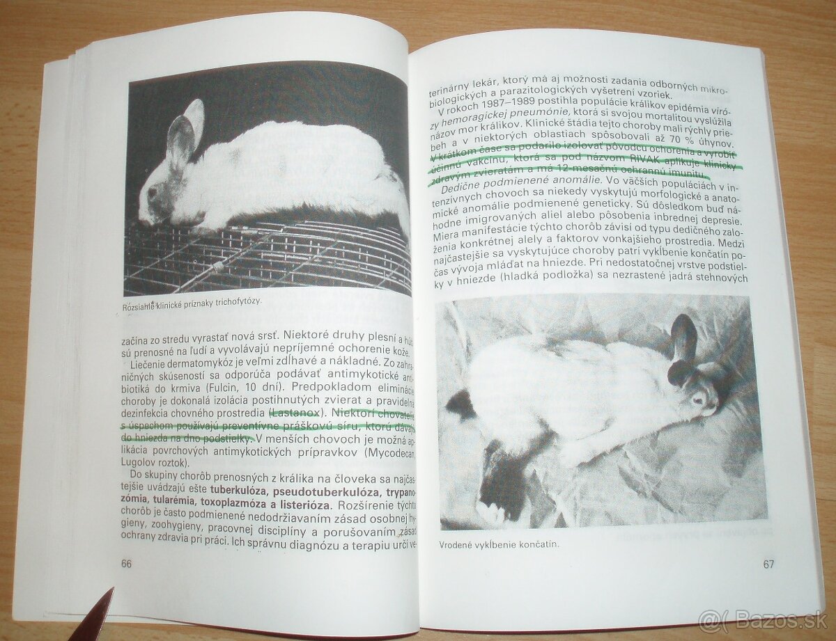 Intenzívny chov brojlerových králikov - 11