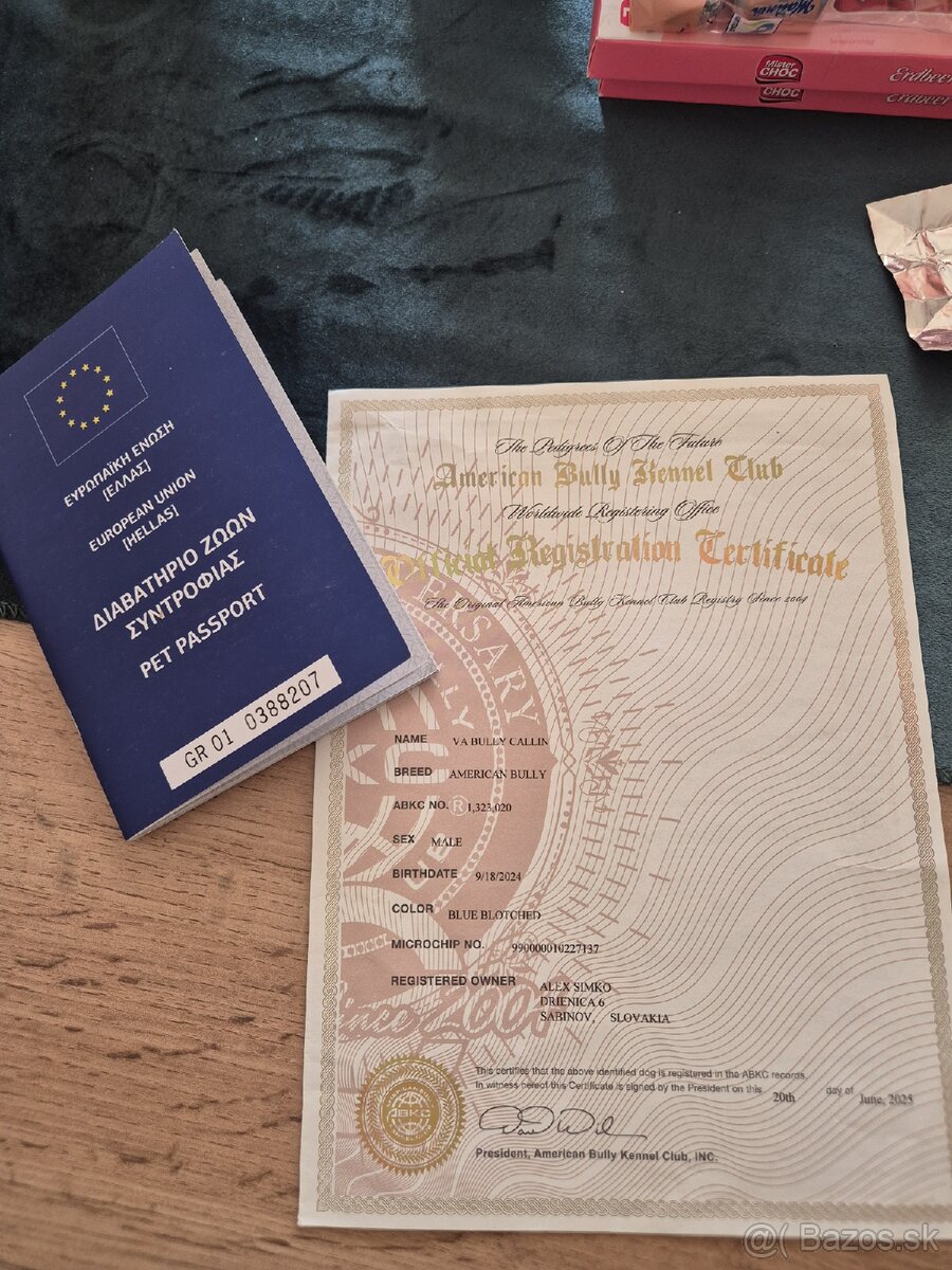 American Bully s PP,ABKC - 11