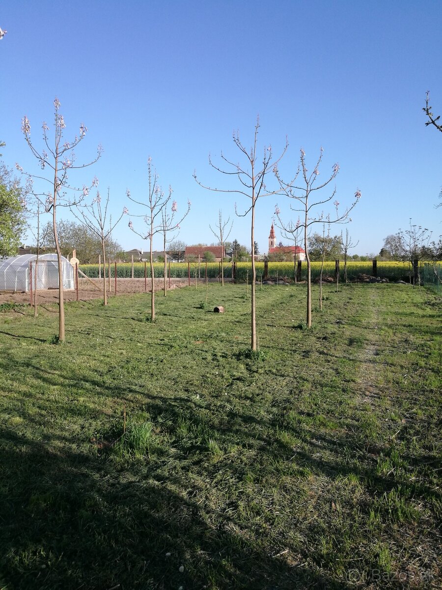 Rýchlorastúci strom-Paulownia clon in vitro 112 - 11