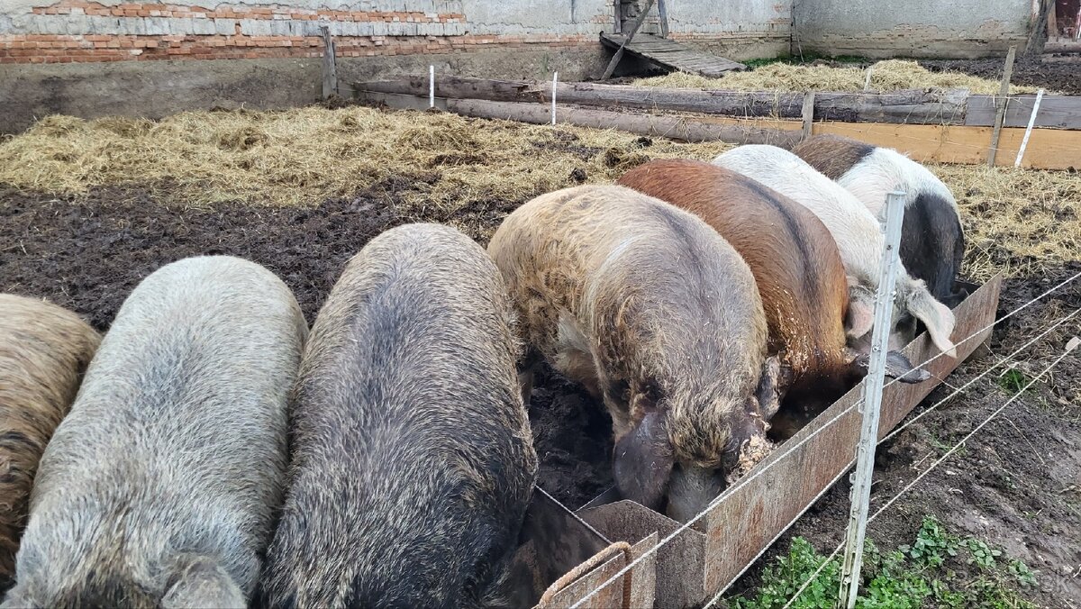 Jatočné ošípané. - 11