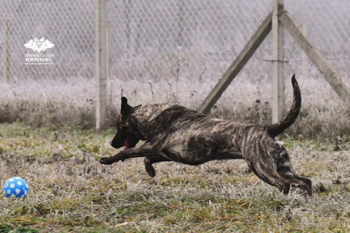 Cimarron Uruguayo s PP – rezervácia šteniatok - 11