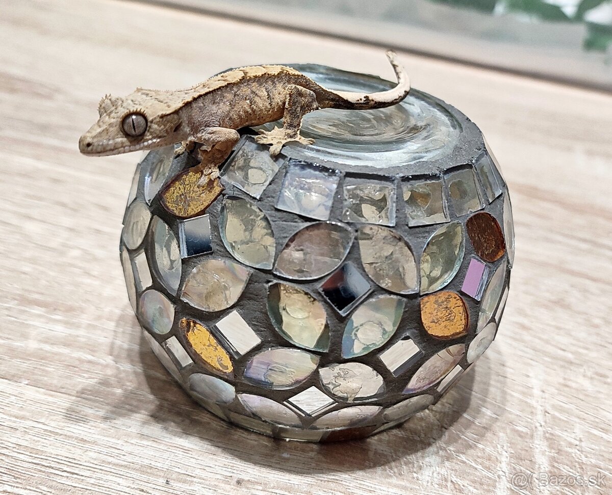 Pagekon riasnaty - 11