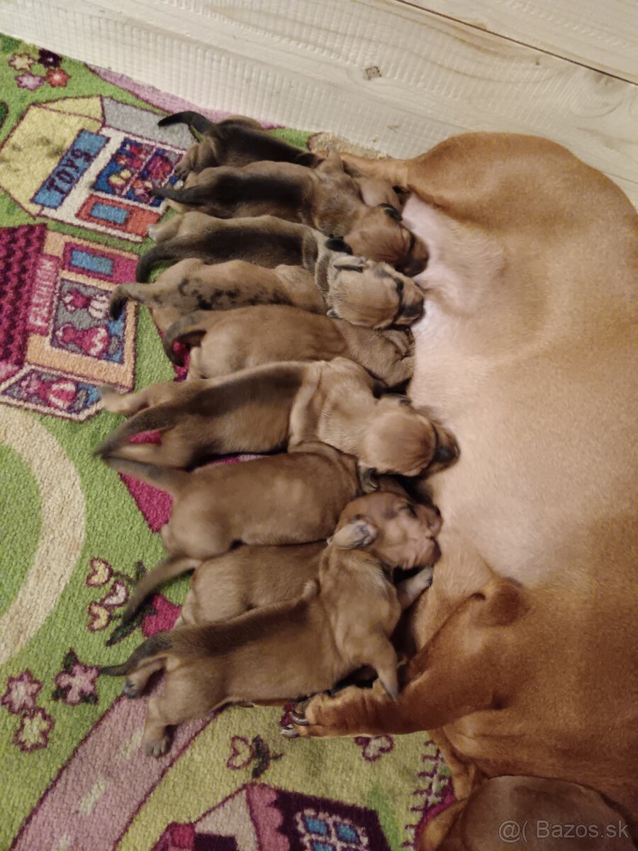 Šteniatka krátkosrtý jazvečík "štandard" - 11