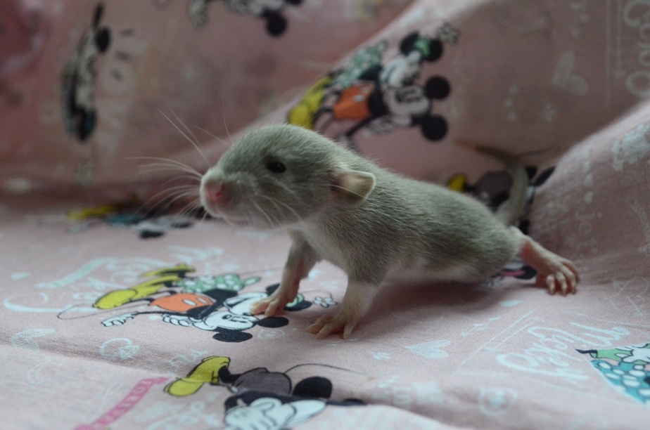 Potkaníky s rodokmeňom - rezervácie - 11