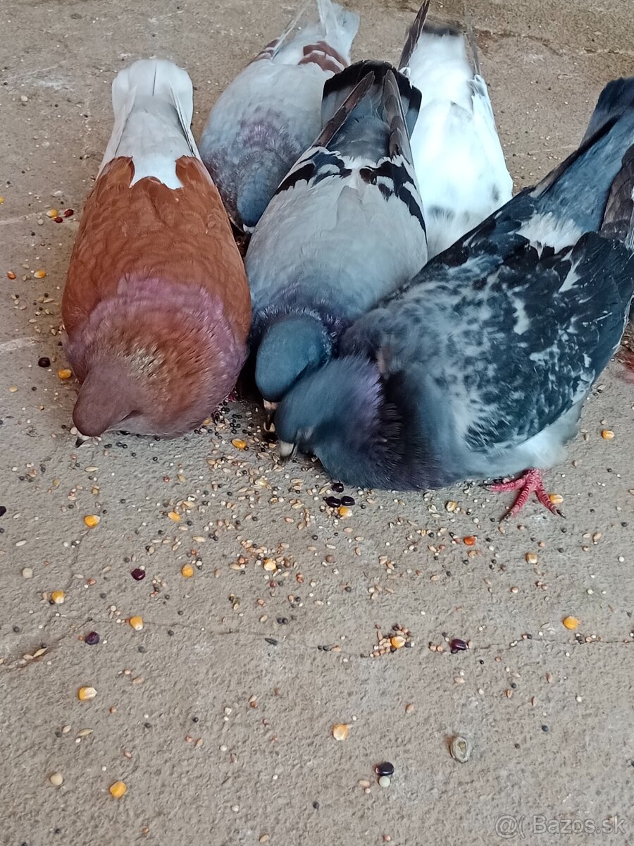 Holuby Mondeny - 11