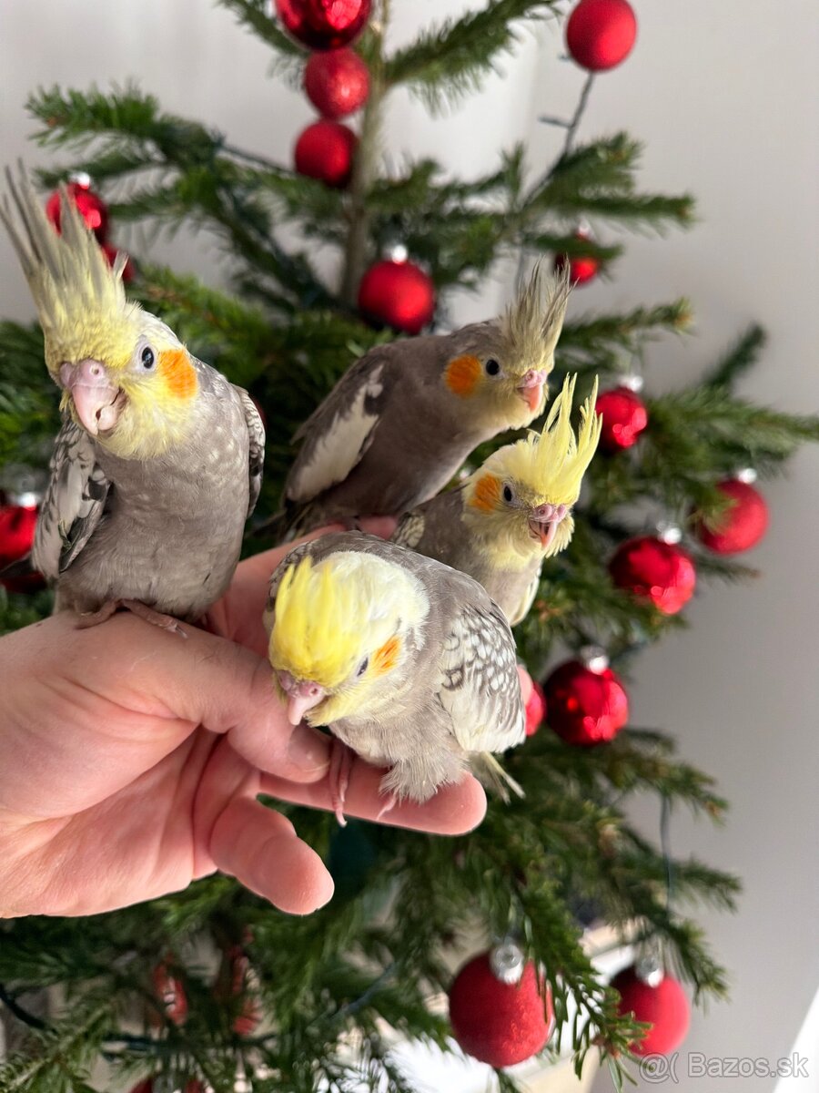 Korely ručne dokrmena Krotká - 11