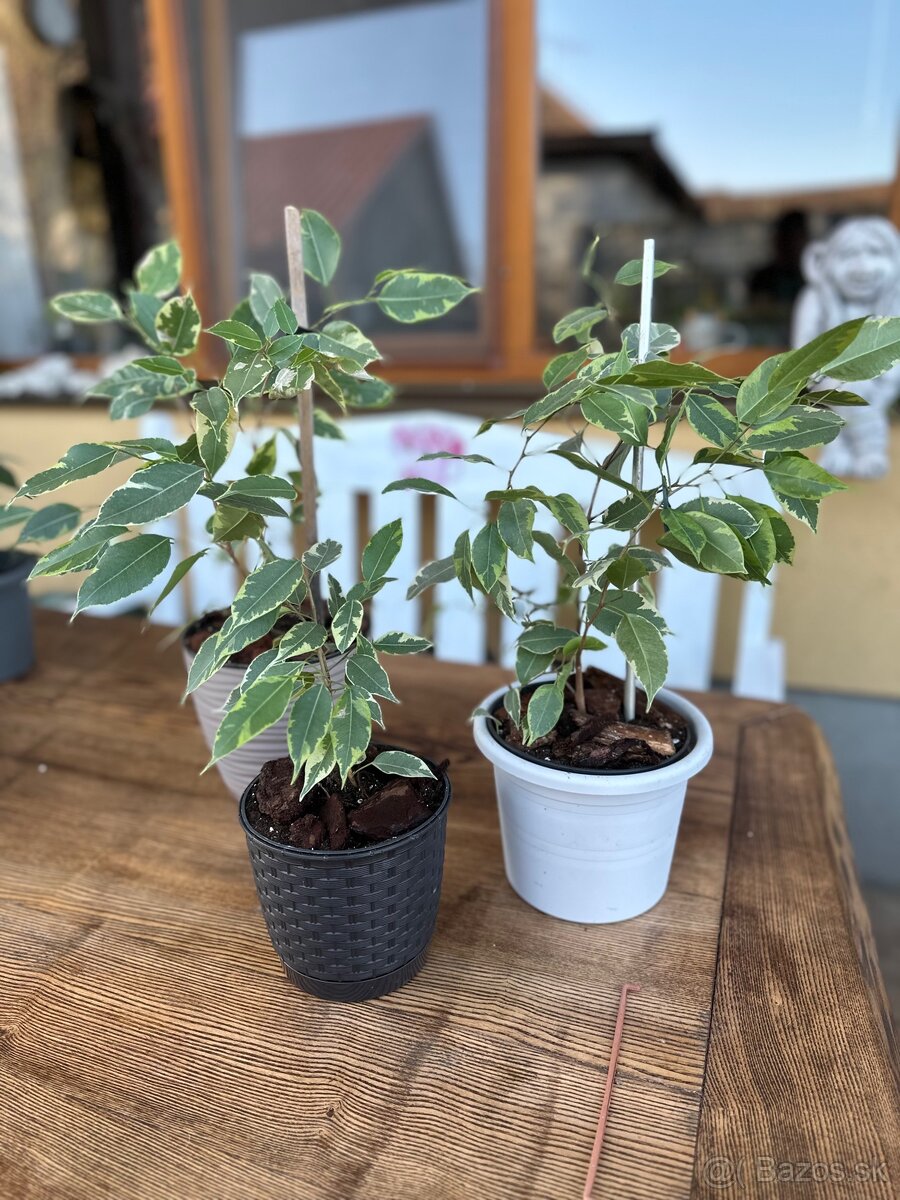 Ficus benjamina - Fikus benjamín / Variegata - 11